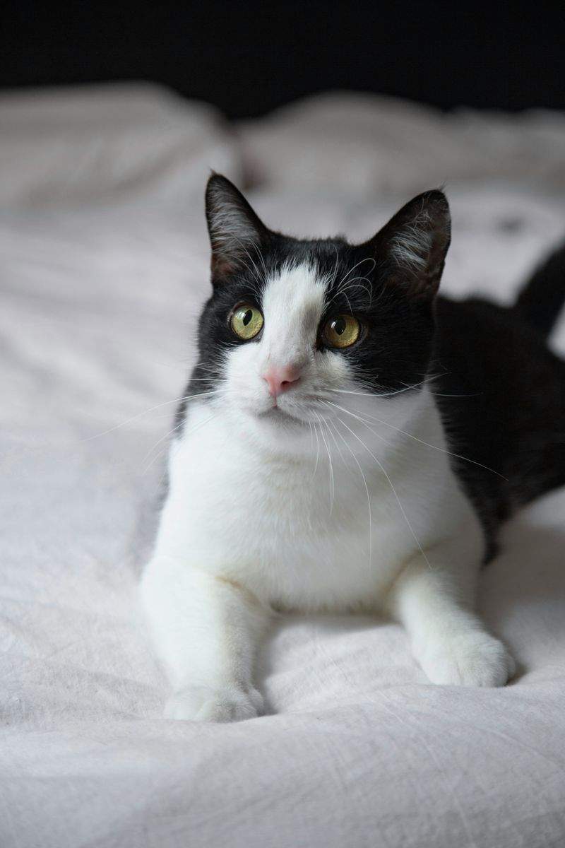 Spring Grooming Tips for a Happier, Healthier Cat