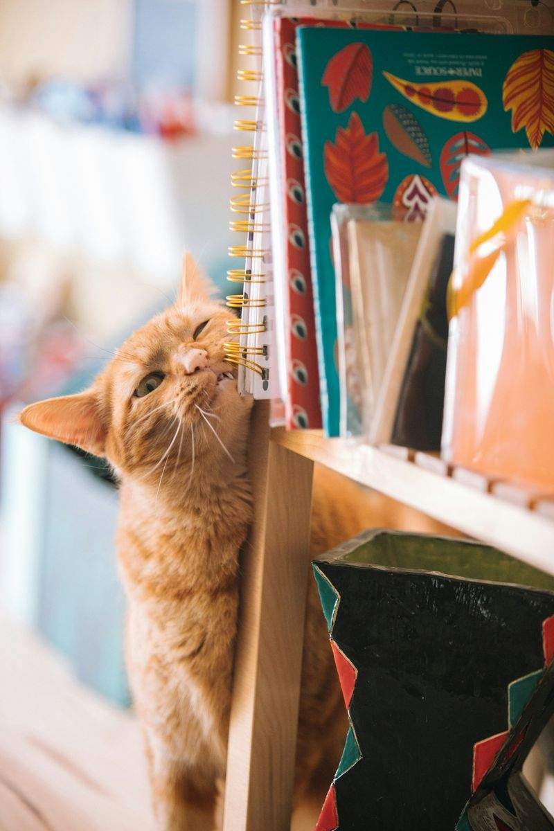How to Create a Calm Home Routine for Indoor Cats