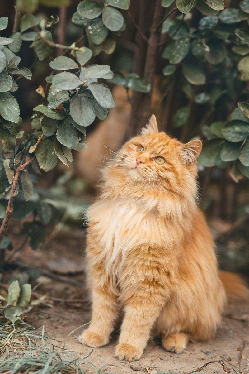 Choosing the Right Cat Care Services for Busy Pet Parents