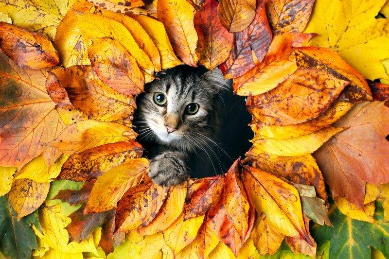 Nordic Purr Care 1