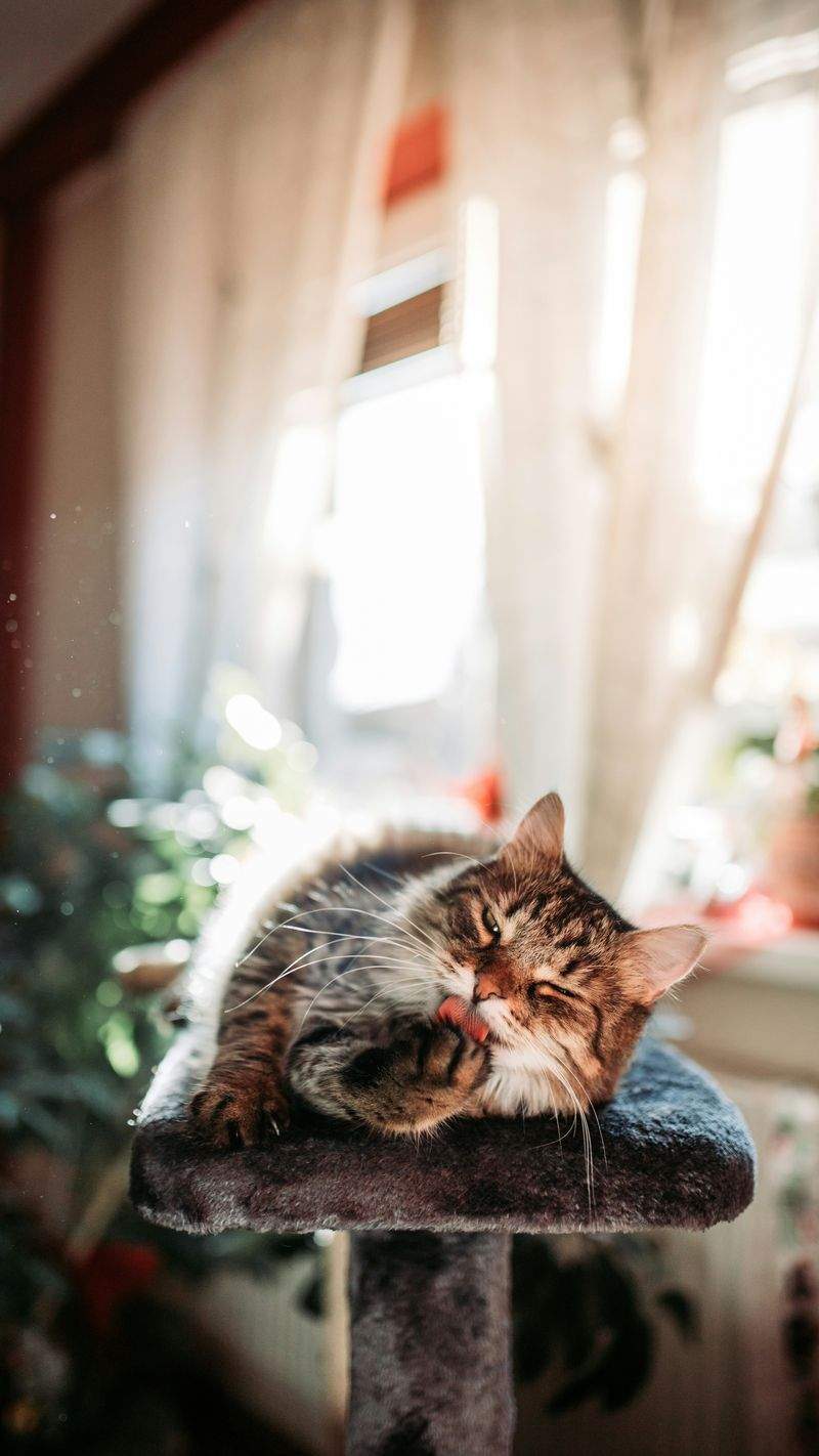 Nordic Purr Care 10
