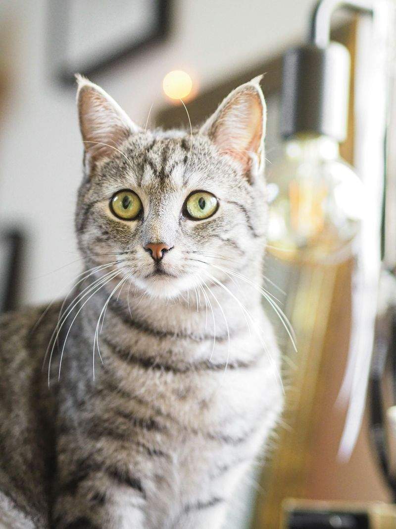 Nordic Purr Care 11
