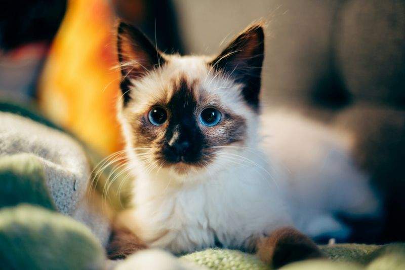Nordic Purr Care 12