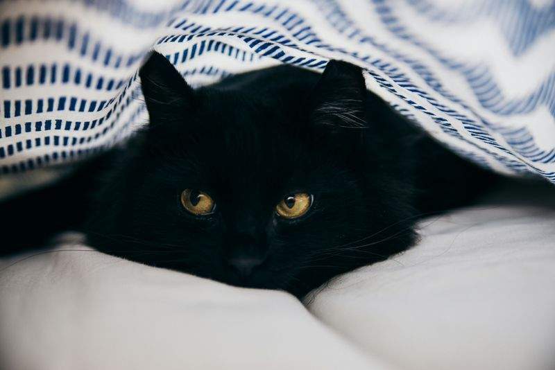 Nordic Purr Care 13
