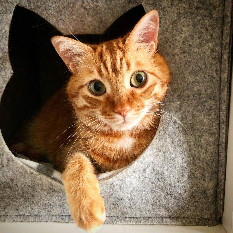 Nordic Purr Care 14