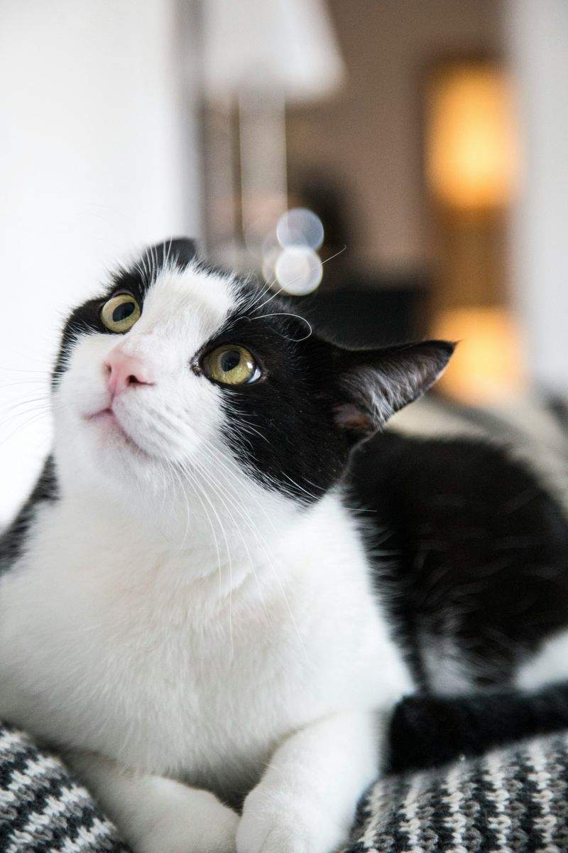 Nordic Purr Care 15
