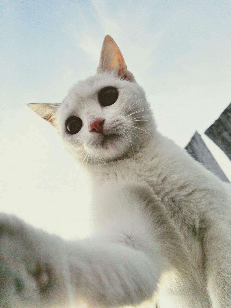 Nordic Purr Care 2