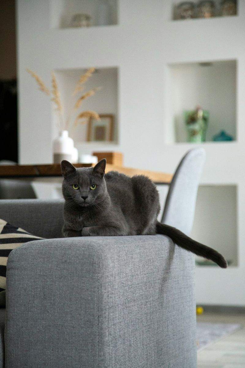 Nordic Purr Care 3