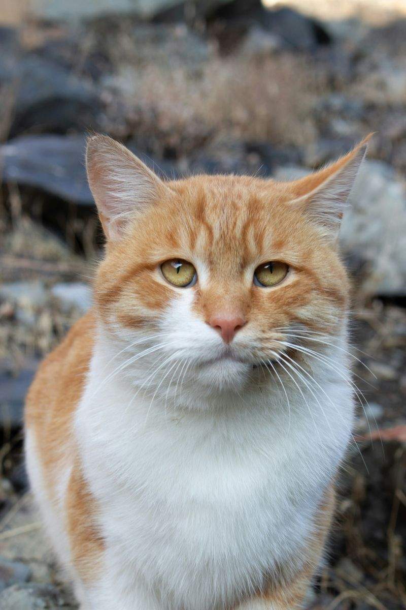 Nordic Purr Care 4