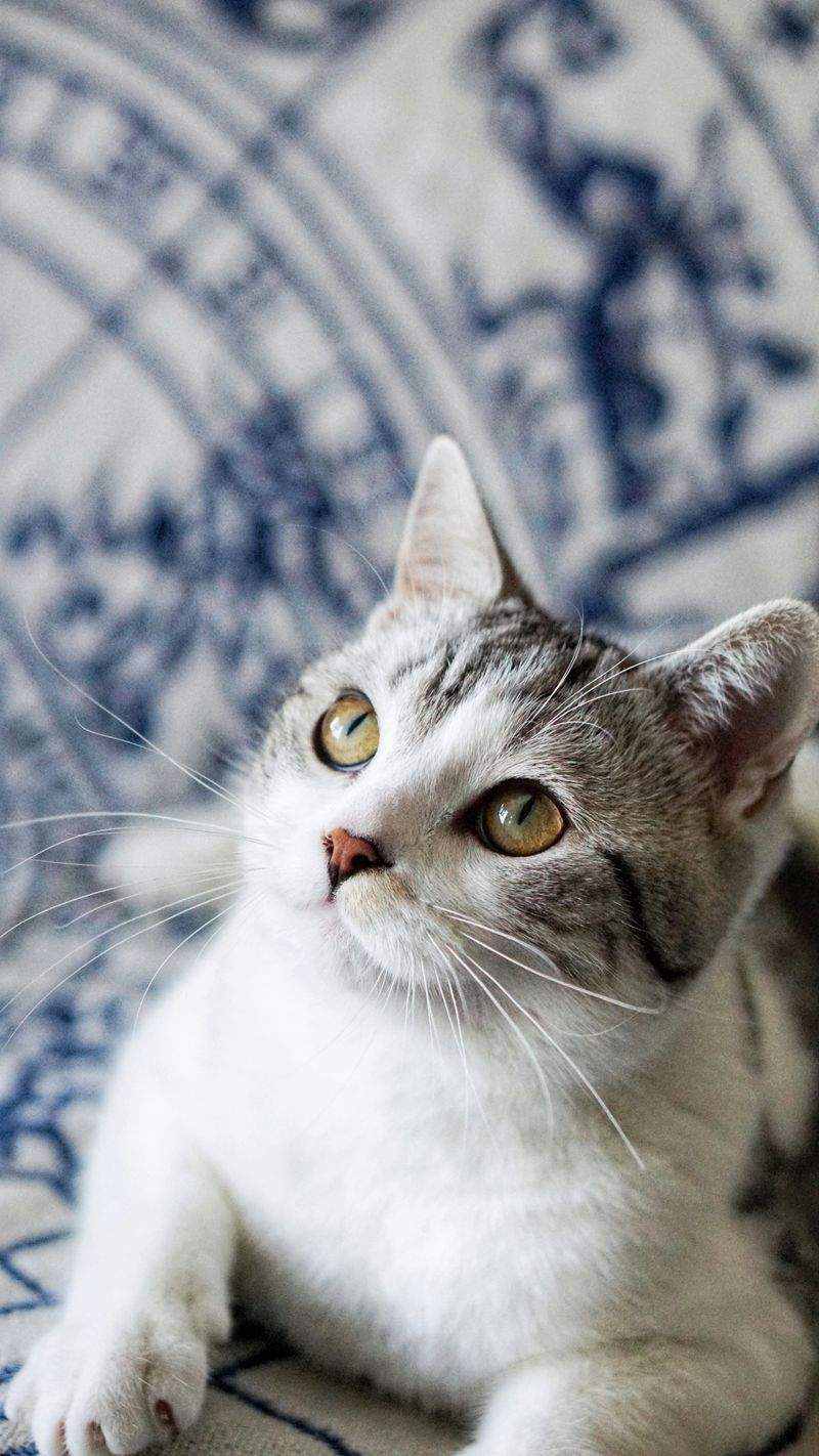 Nordic Purr Care 5