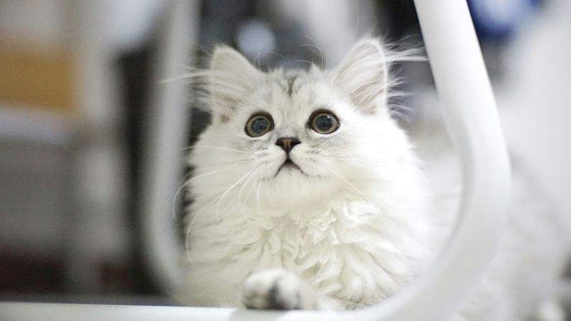 Nordic Purr Care 6