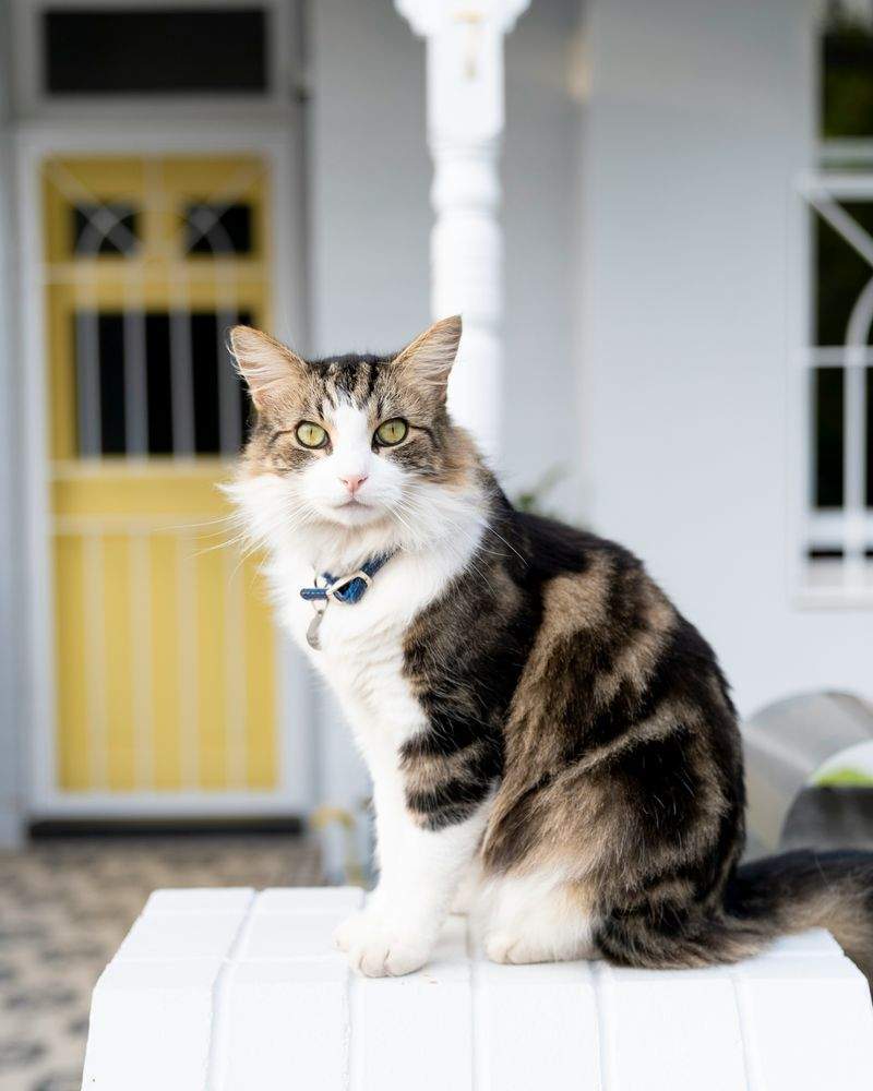 Nordic Purr Care 7