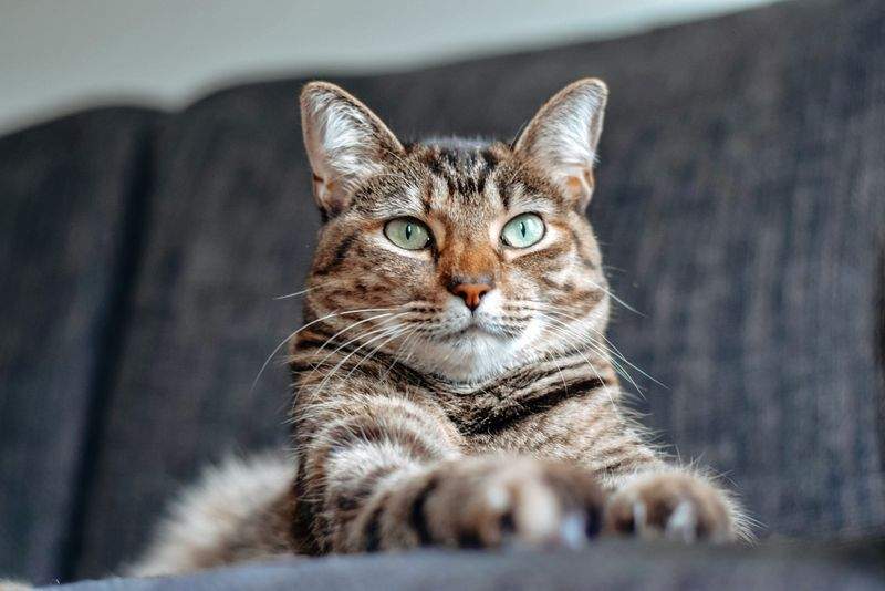 Nordic Purr Care 8