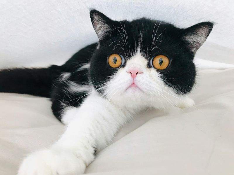 Nordic Purr Care 9