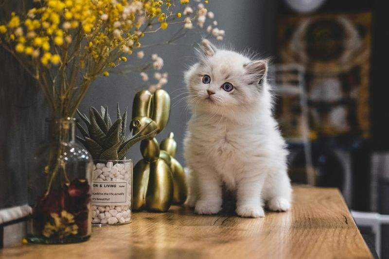 Nordic Purr Care