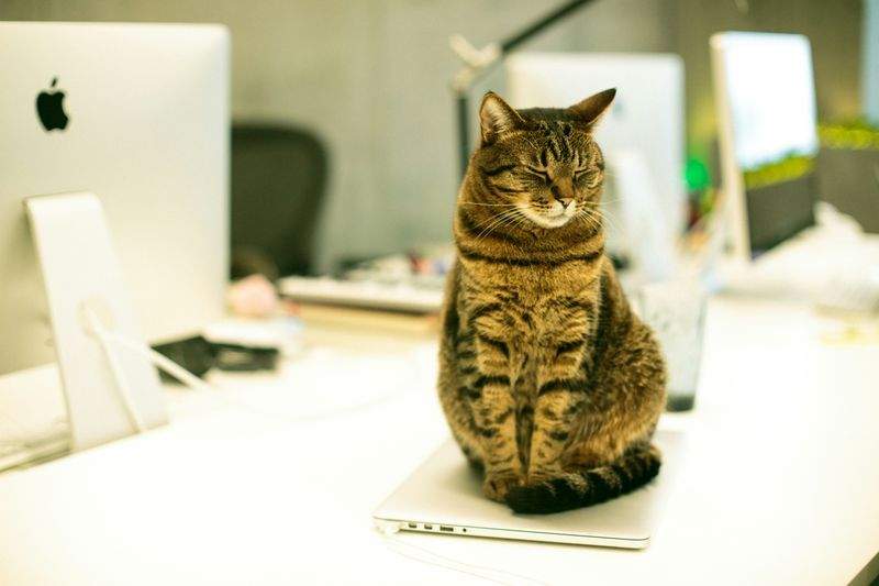 Cat boarding in a quiet, supervised environment