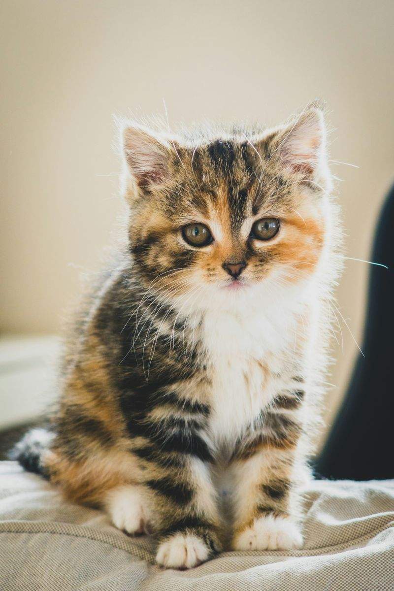 Cat grooming and coat care