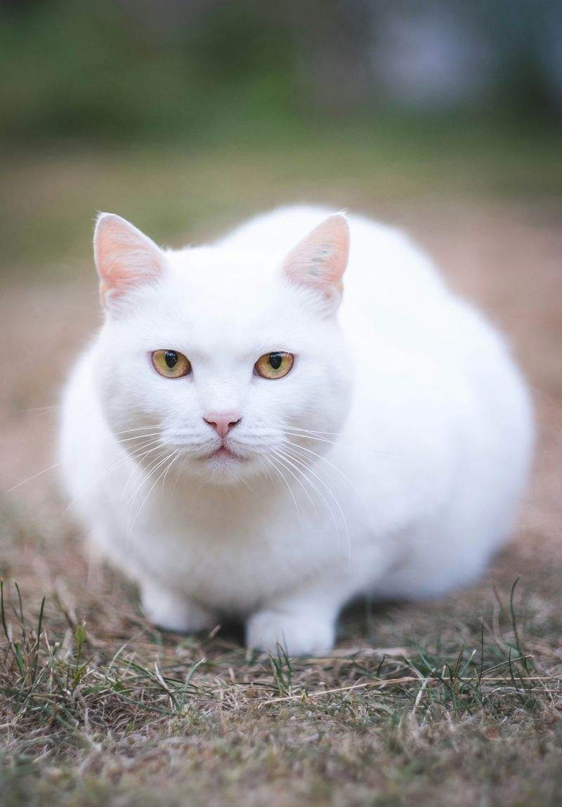 Litter box cleaning and home care support