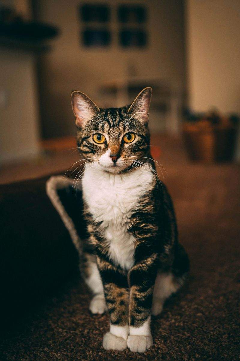 Kitten care consultations