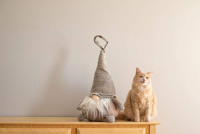 Cat behavior guidance